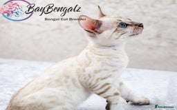 Bengal cats for sale: Champion line Superb Bengal Kittens  - Image 9