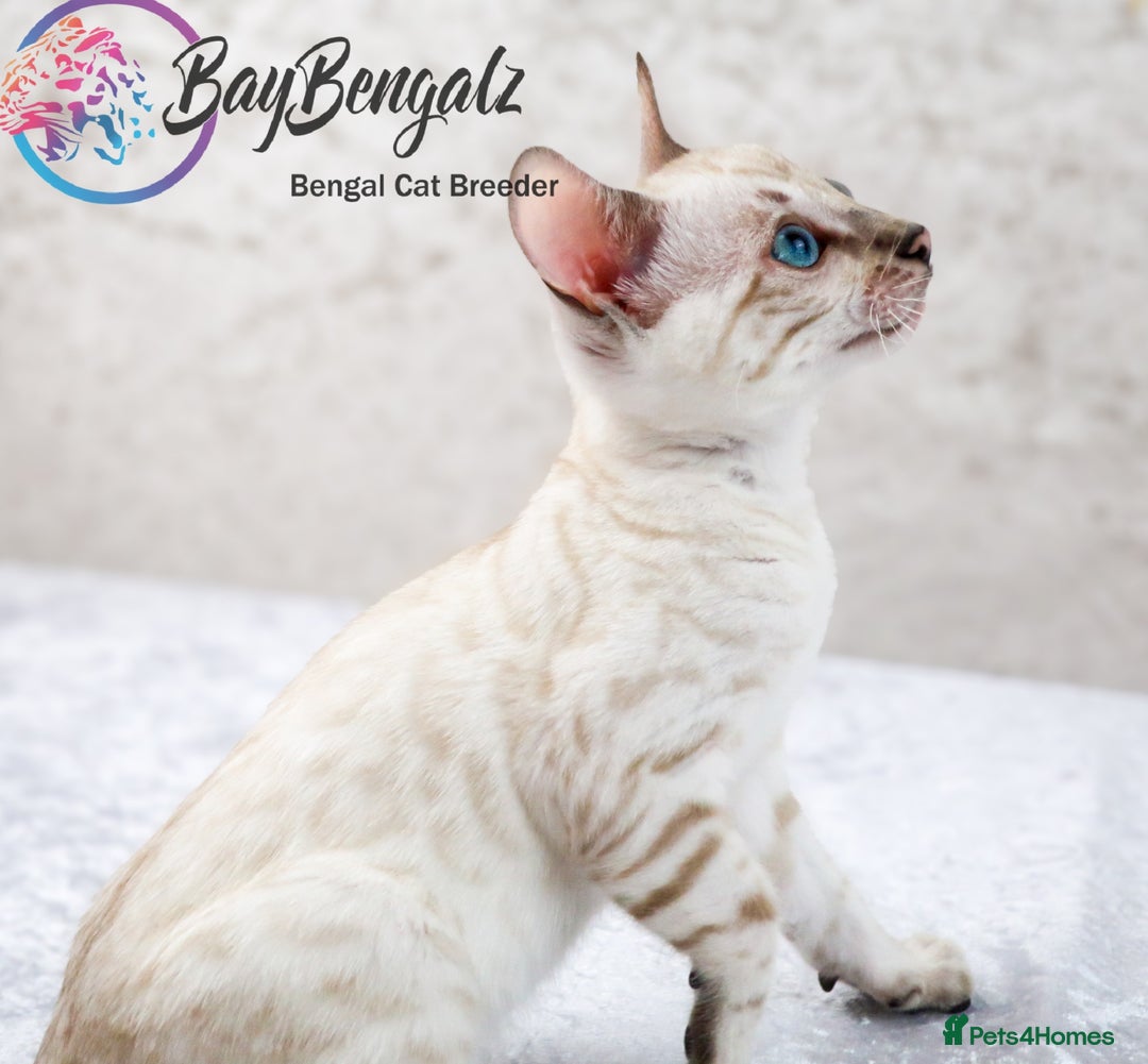 Bengal cats for sale: Champion line Superb Bengal Kittens  - Image 9