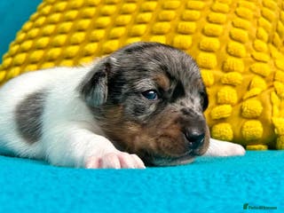 Jack Russell dogs Quality Jack Russel babies - Advert 3