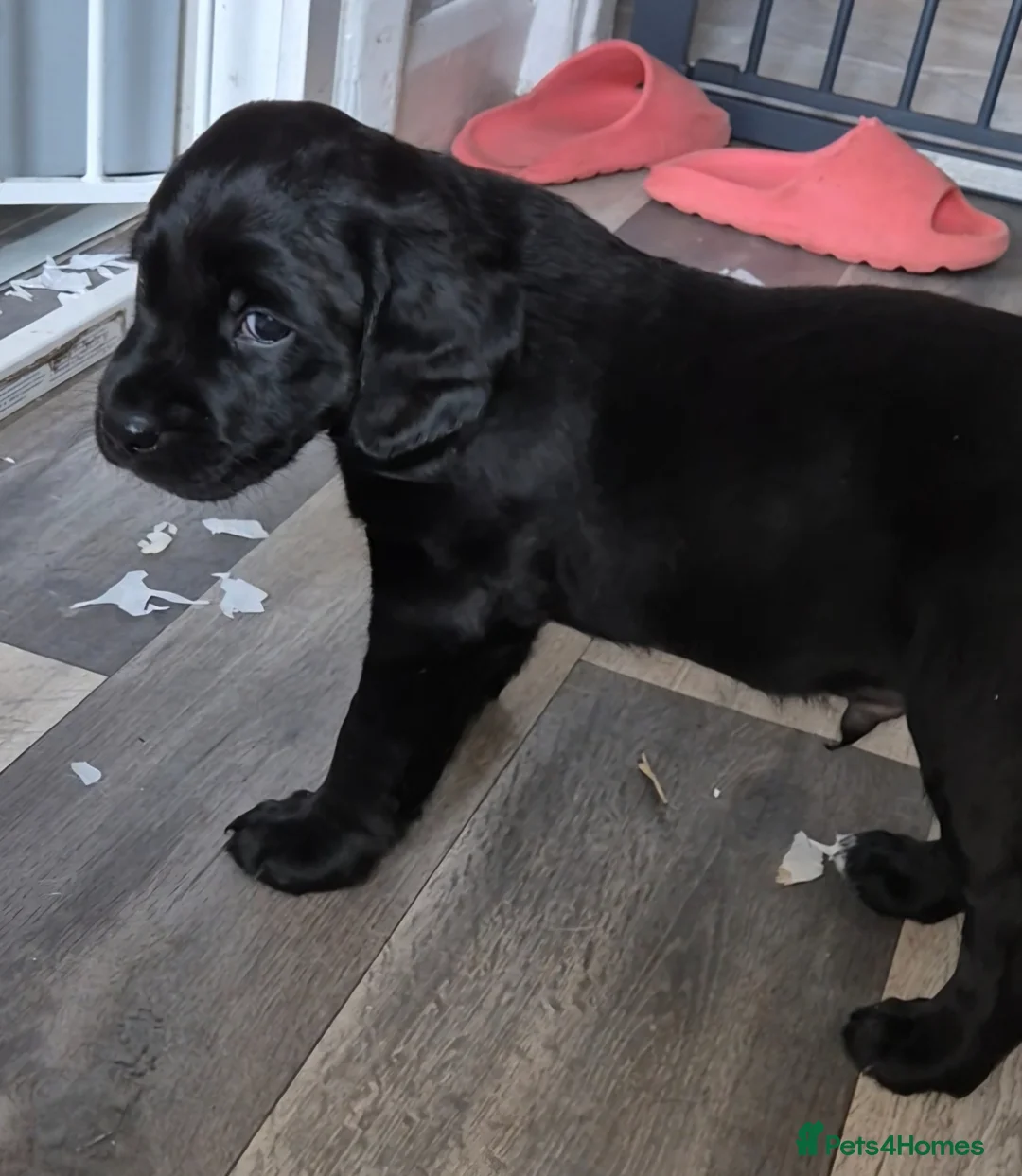 Labradoodle dogs for sale: Beautiful labradoodle puppies  - Advert 13