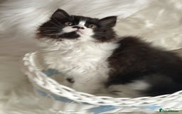 British Longhair cats for sale: Champion line PEDIGREE BLH/BSH kittens 🩵🩷💙 - Image 18
