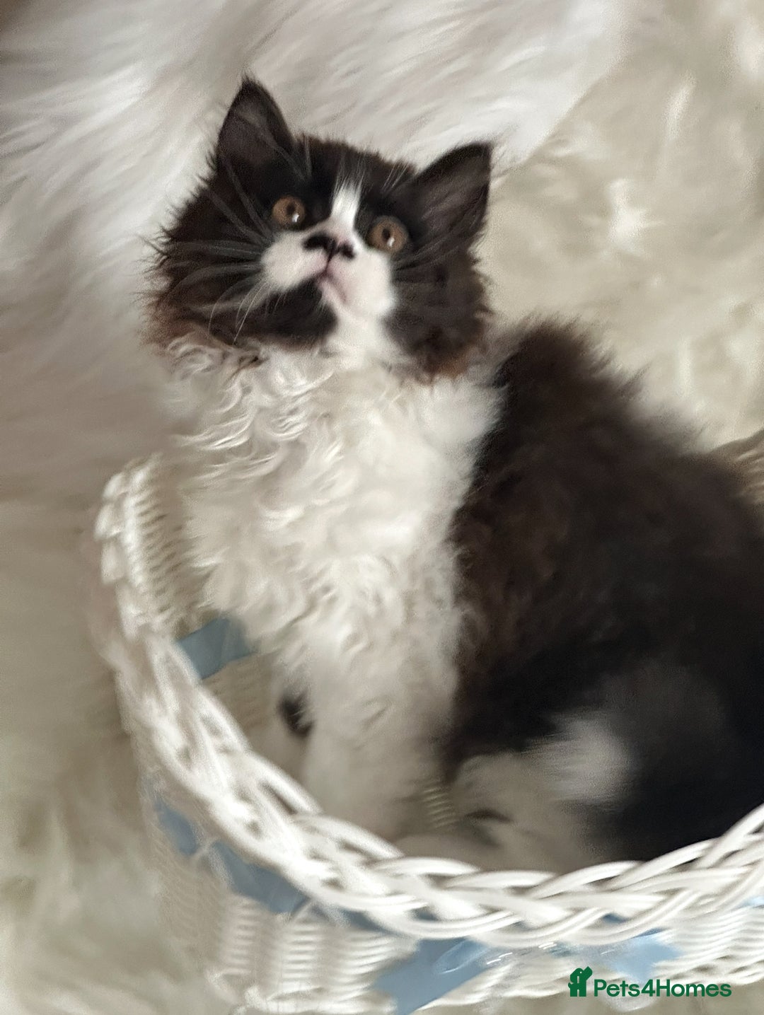 British Longhair cats for sale: Champion line PEDIGREE BLH/BSH kittens 🩵🩷💙 - Image 18