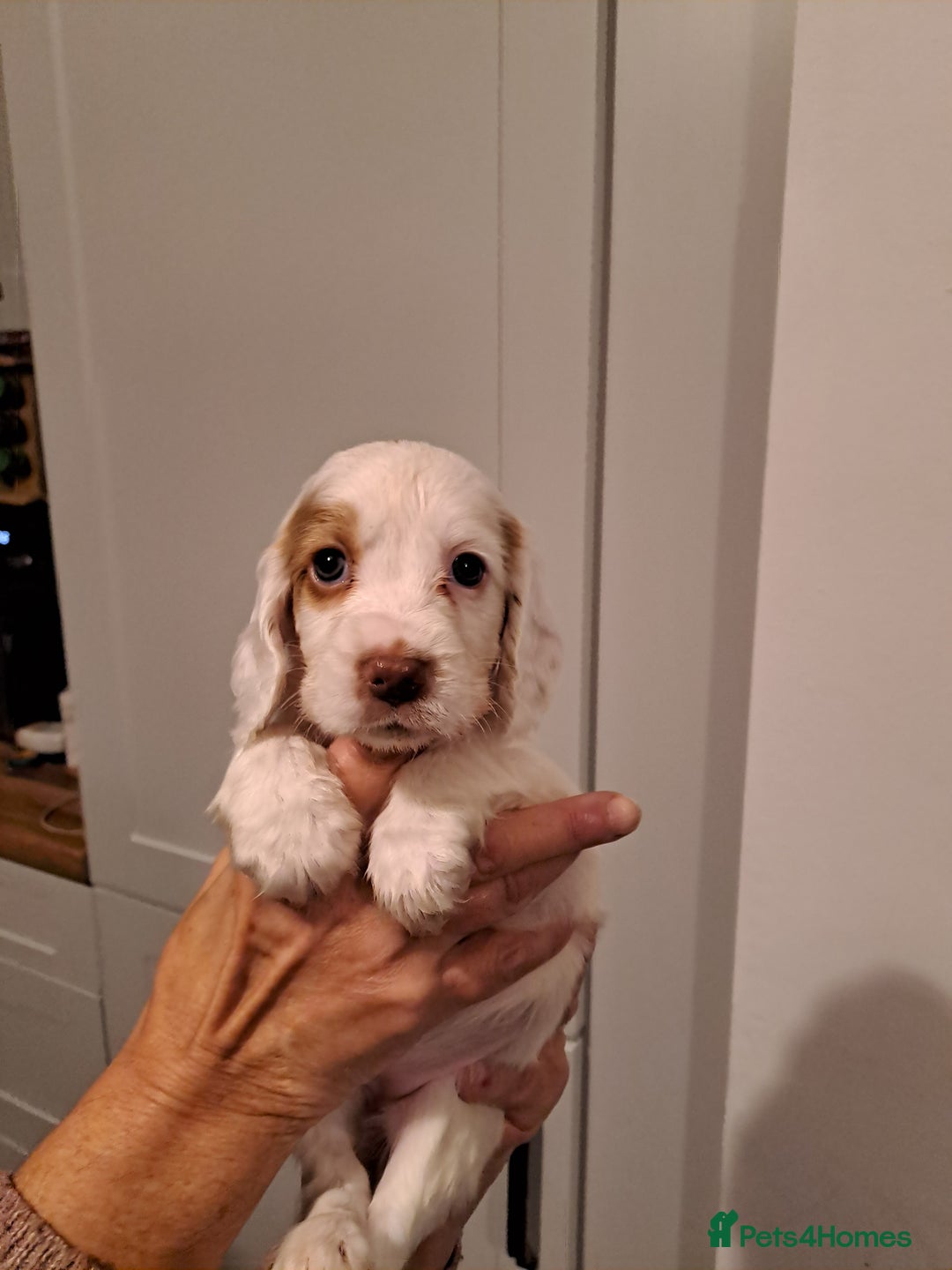 Cocker Spaniel dogs for sale: Cocker spaniel pups - Advert 10