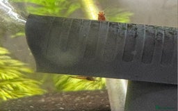 Live Bearers fish for sale: Cherry shrimp 1.50 each/ Guppies £1 each  - Image 2