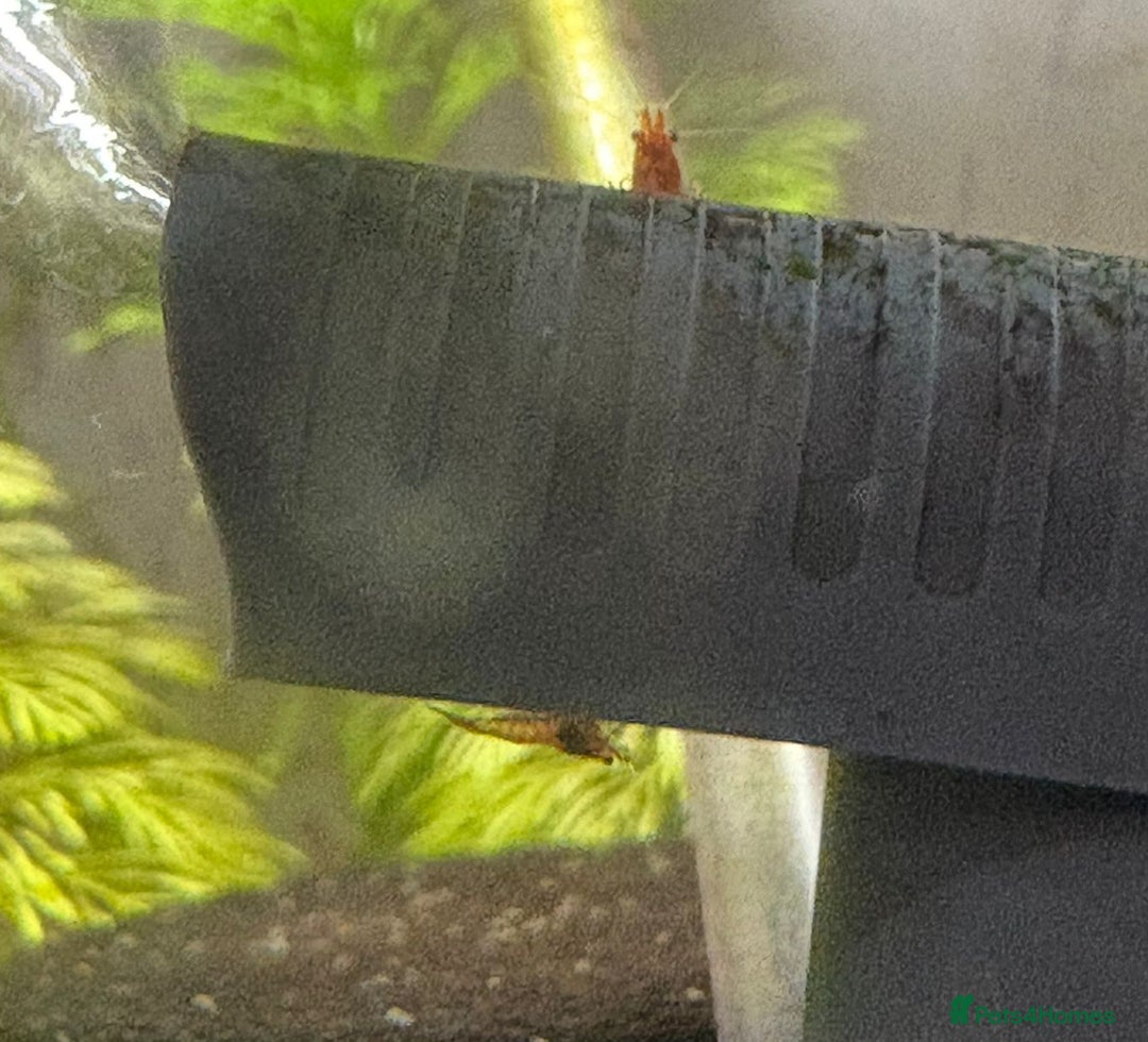 Live Bearers fish for sale: Cherry shrimp 1.50 each/ Guppies £1 each  - Image 2