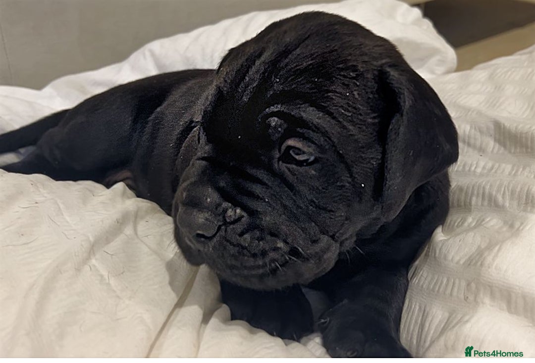Cane Corso dogs for sale: Cane Corso Puppies Looking for Their Forever Homes - Advert 6