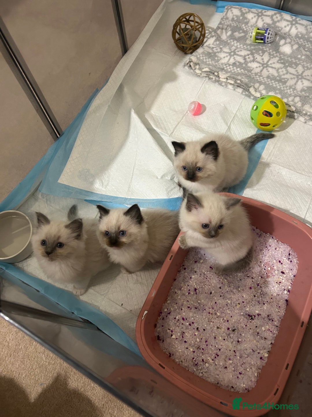 Ragdoll cats for sale: A real ragdoll - Advert 14