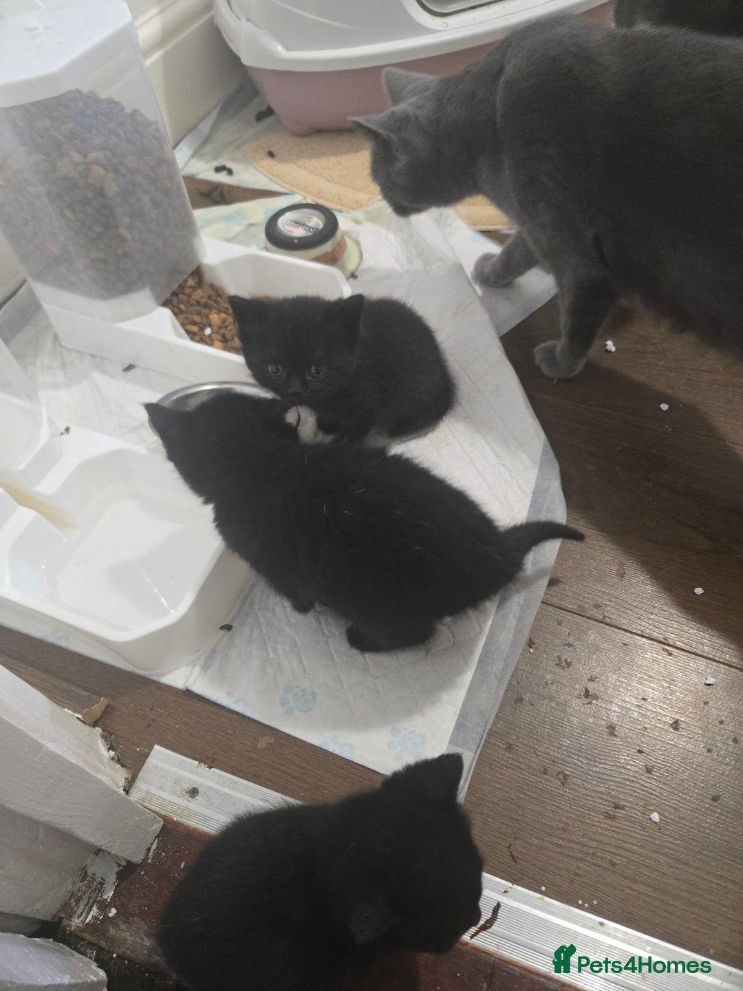 British Shorthair cats for sale: Gabriel Vasile  - Image 14