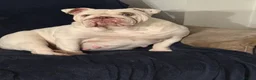 English Bulldog dogs for sale: Rehoming our Baby  - Advert 2