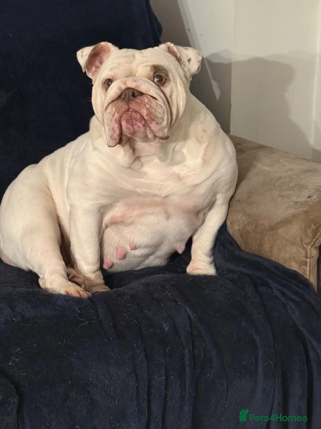 English Bulldog dogs for sale: Rehoming our Baby  - Advert 2