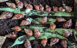 Snails invertebrates for sale: 3.5 month old GALS  - Image 1