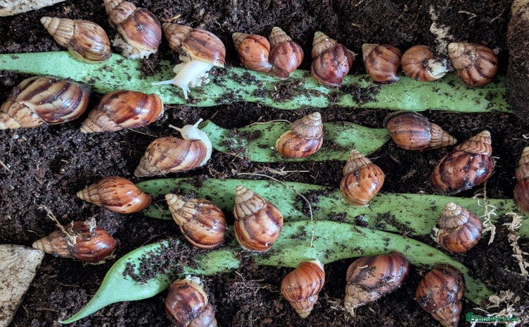 Snails invertebrates - Advert 10