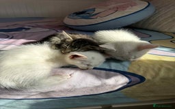 American Shorthair cats for sale: Kittens  - Image 4
