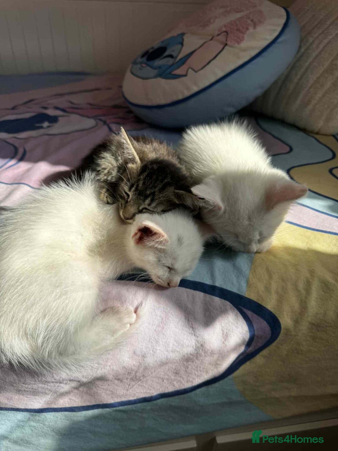 American Shorthair cats for sale: Kittens  - Image 4