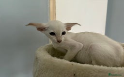 Oriental cats for sale: Gccf Beautiful oriental and Siamese ki - Image 2