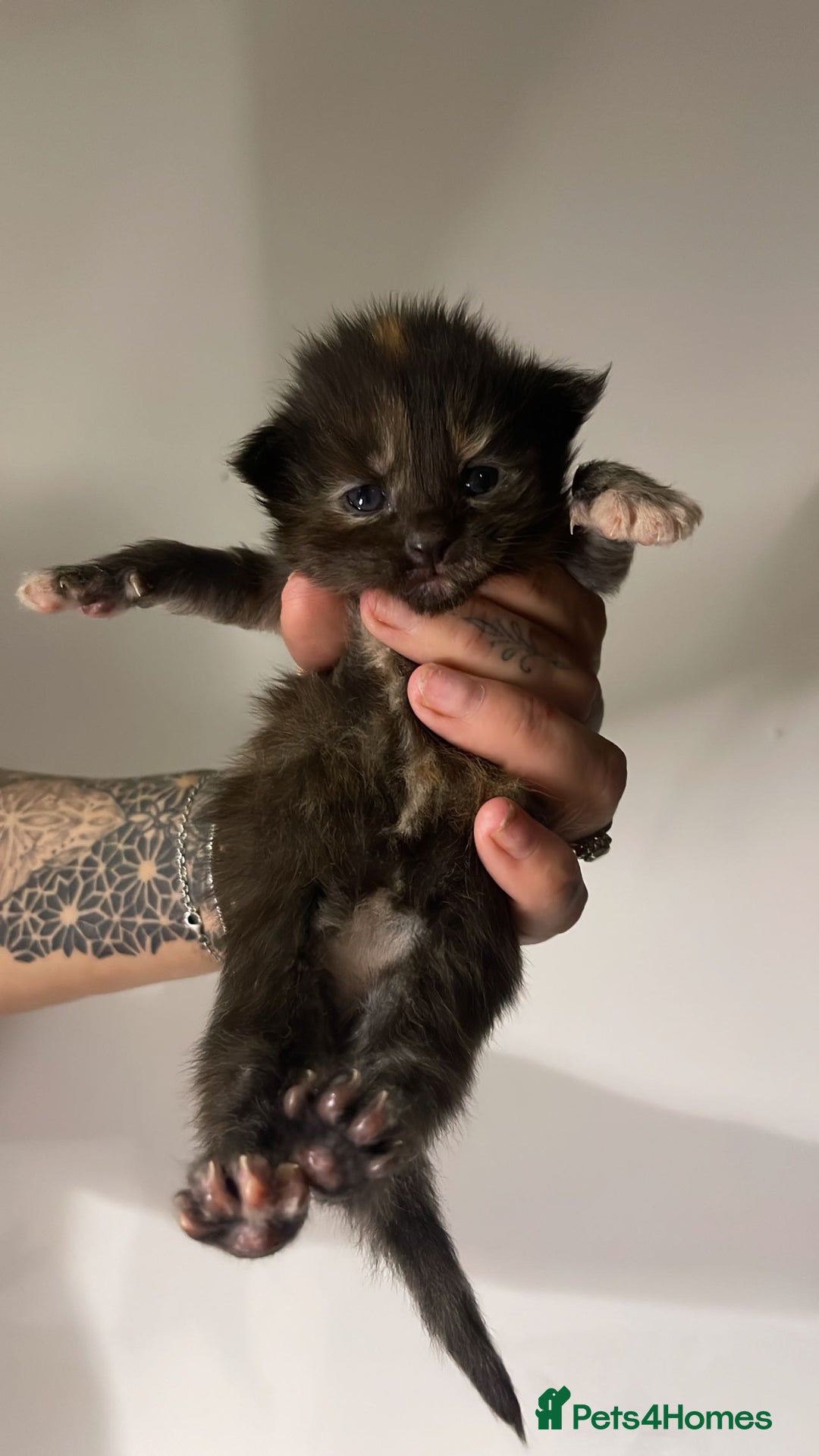 Maine Coon cats for sale: Adorable Maine coon kittens for sale  - Advert 8