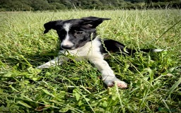 Border Collie dogs for sale: Champion bred special trainable  pups.  - Image 14