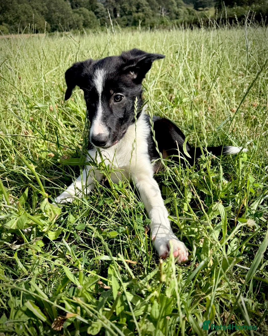 Border Collie dogs for sale: Champion bred special trainable  pups.  - Image 14