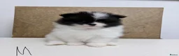Pomeranian dogs for sale: Pomeranian Puppies – Home Raised With Mum & Dad - Advert 22