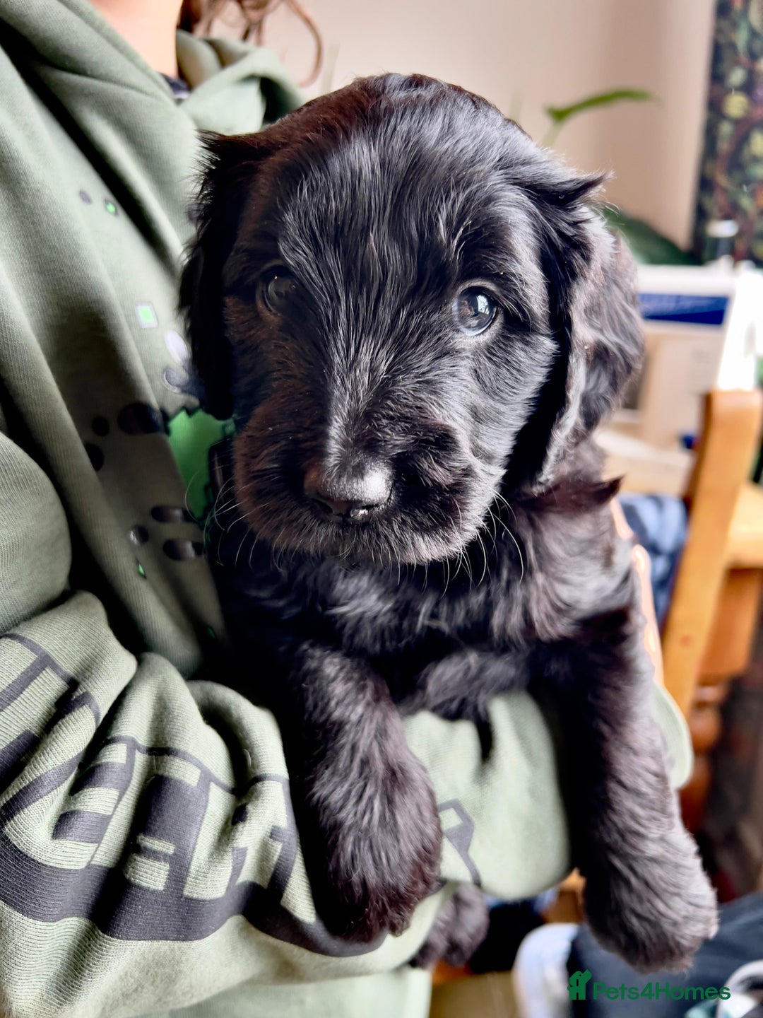 Goldendoodle dogs for sale: Black Phantom Goldendoodles Ready For A New Home! - Advert 17