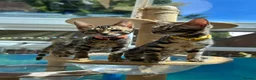 Bengal cats for sale: ❤️ Gorgeous Pure Bengal Babies! ❤️ - Advert 32