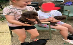Sprocker dogs for sale: Sprocker Spaniel Puppies - Image 12