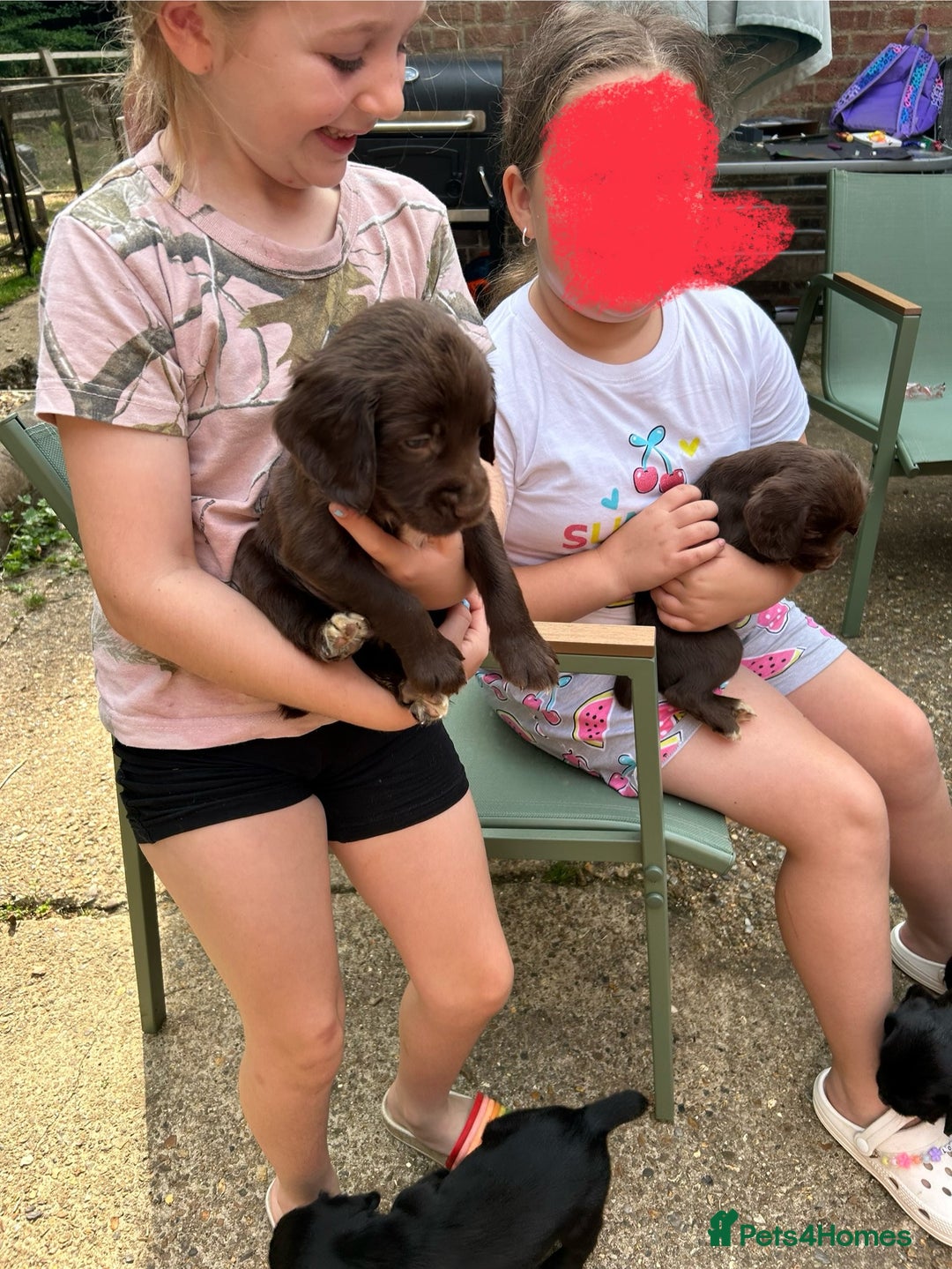 Sprocker dogs for sale: Sprocker Spaniel Puppies - Image 12