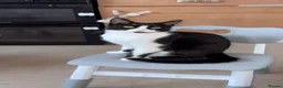 American Shorthair cats for sale: Maxi is ready to meet his new owner in Smethwick - Advert 2