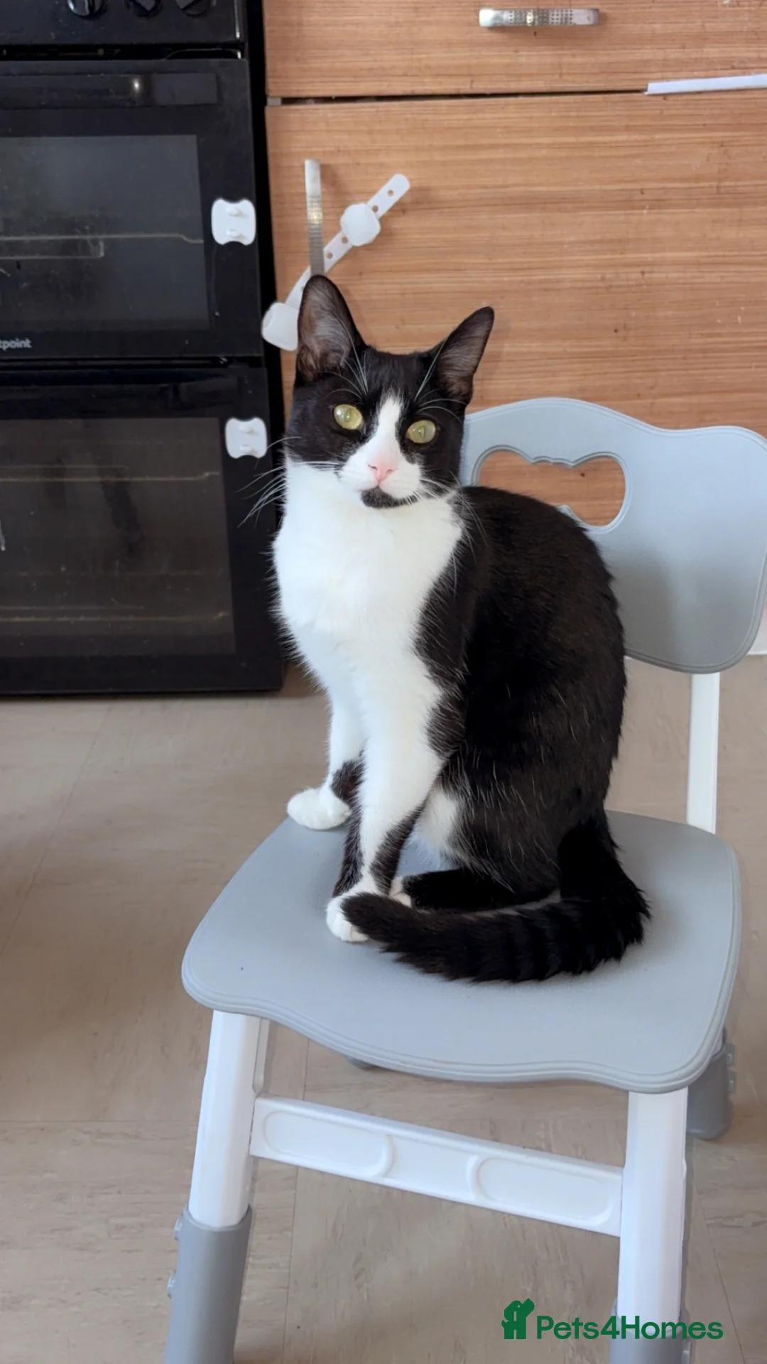 American Shorthair cats for sale: Maxi is ready to meet his new owner in Smethwick - Advert 2