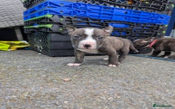 English Bull Terrier dogs for sale: English bull terrier cross staffys - Image 36