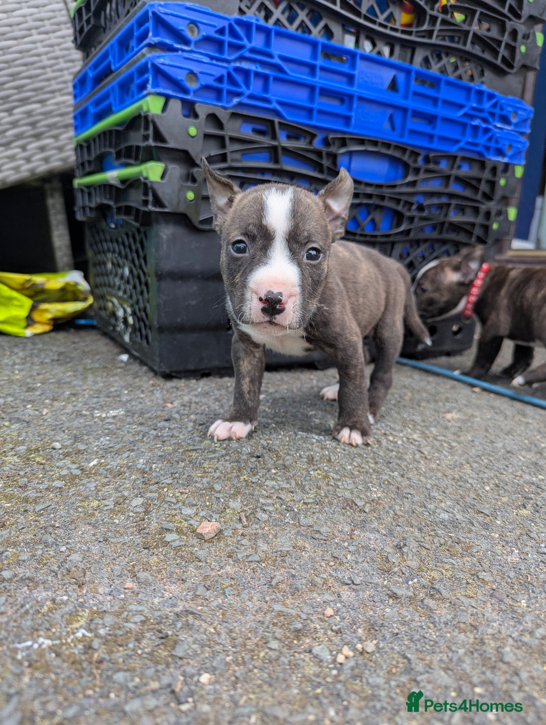 English Bull Terrier dogs for sale: English bull terrier cross staffys - Image 36