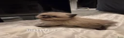 Ragdoll cats for sale: 7 beautiful ragdoll kittens available ♥️  - Advert 7