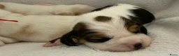 Beagle dogs for sale: Health Tested & Kennel Club Registered Beagle Pups - Advert 8