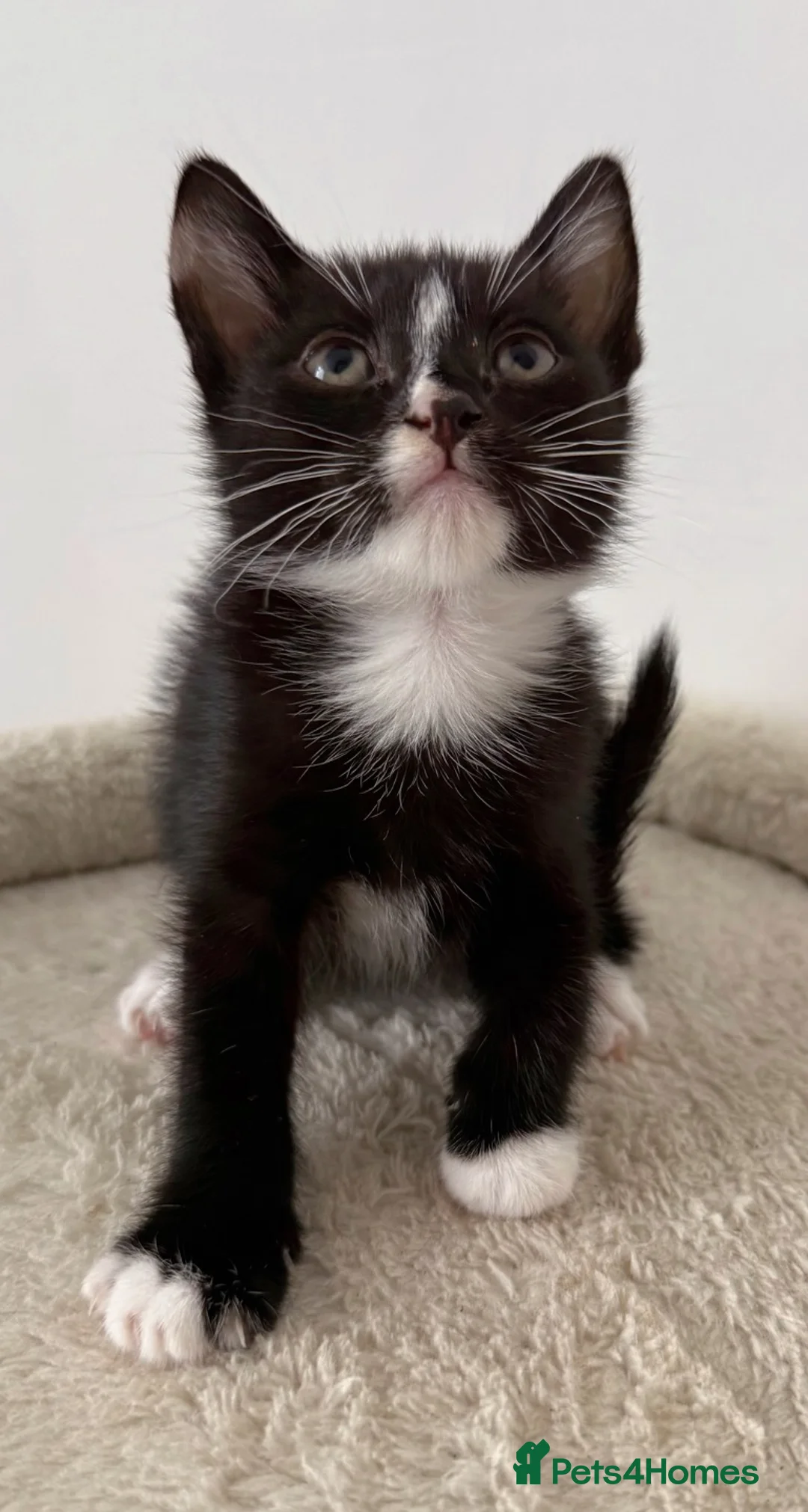 Mixed Breed cats for sale: Lupin, Tuxedo Male Kitten - Advert 2