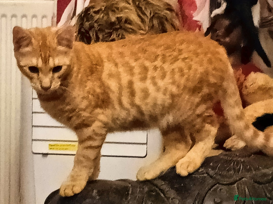 Mixed Breed cats for sale: Bengal Markings Red , Torbie , Silver Rossetted - Image 2