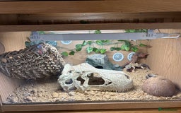 Leopard Gecko reptiles for sale: Leopard gecko and enclosure  - Advert 4