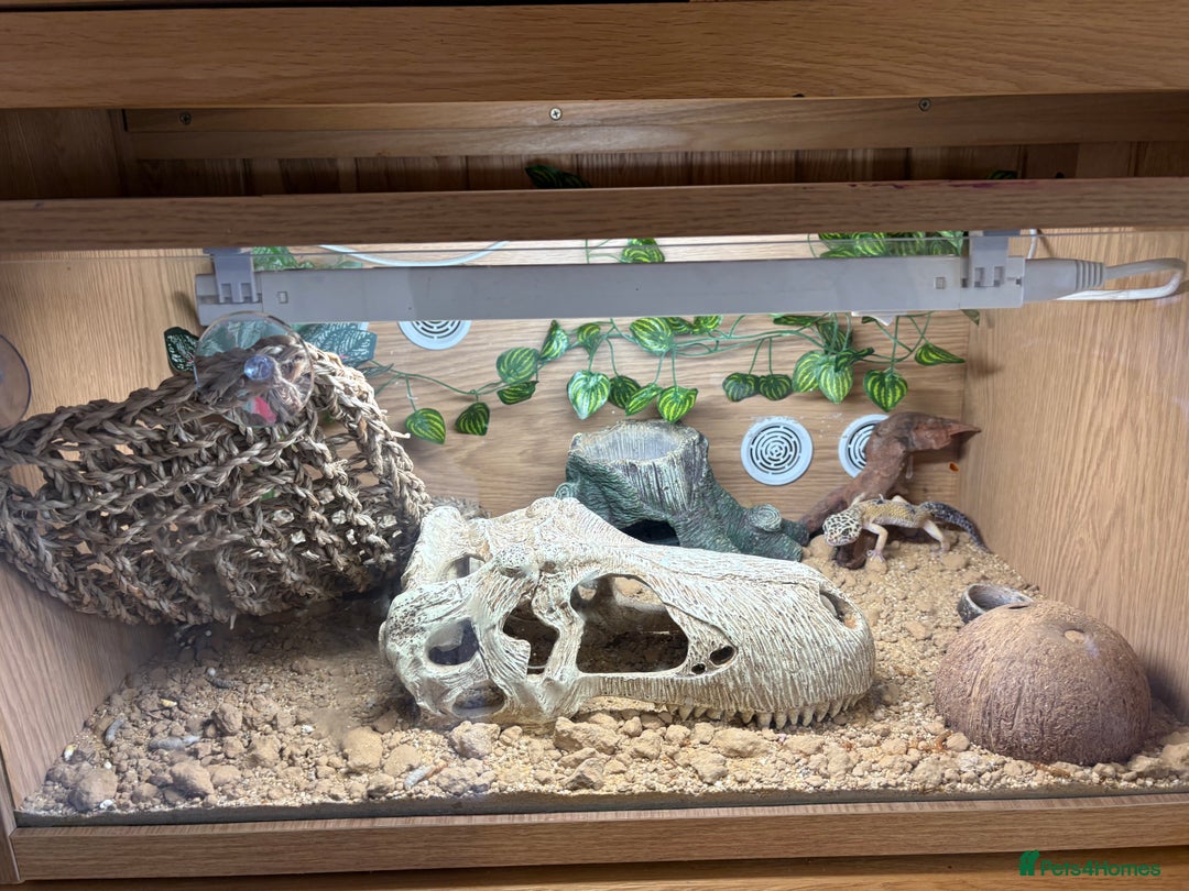 Leopard Gecko reptiles for sale: Leopard gecko and enclosure  - Advert 4