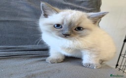 Ragdoll cats for sale: British Ragdoll kittens - Image 3