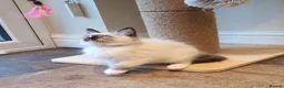 Ragdoll cats for sale: 💕Beautiful GCCF Registered Ragdoll Kittens. - Advert 11