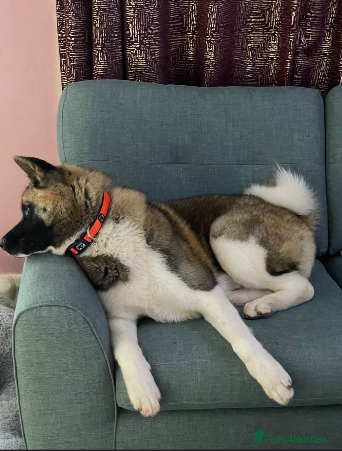 Akita dogs for sale: American Akita puppies - Advert 1