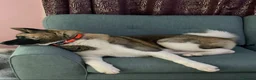 Akita dogs for sale: American Akita puppies - Advert 1
