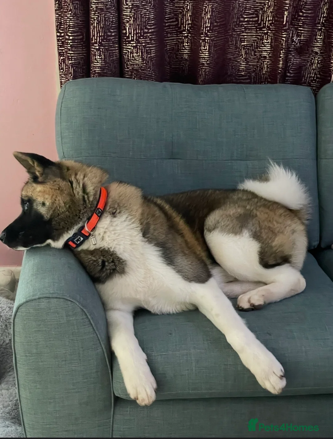 Akita dogs for sale: American Akita puppies - Advert 1