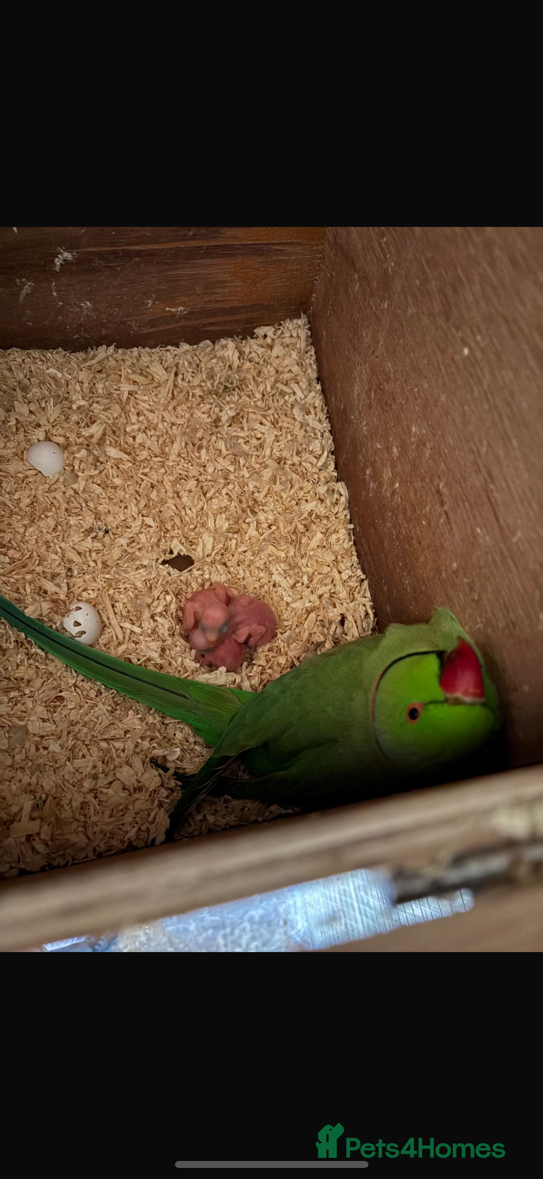 Ringnecks birds for sale: Baby ringneck for sale - Advert 10