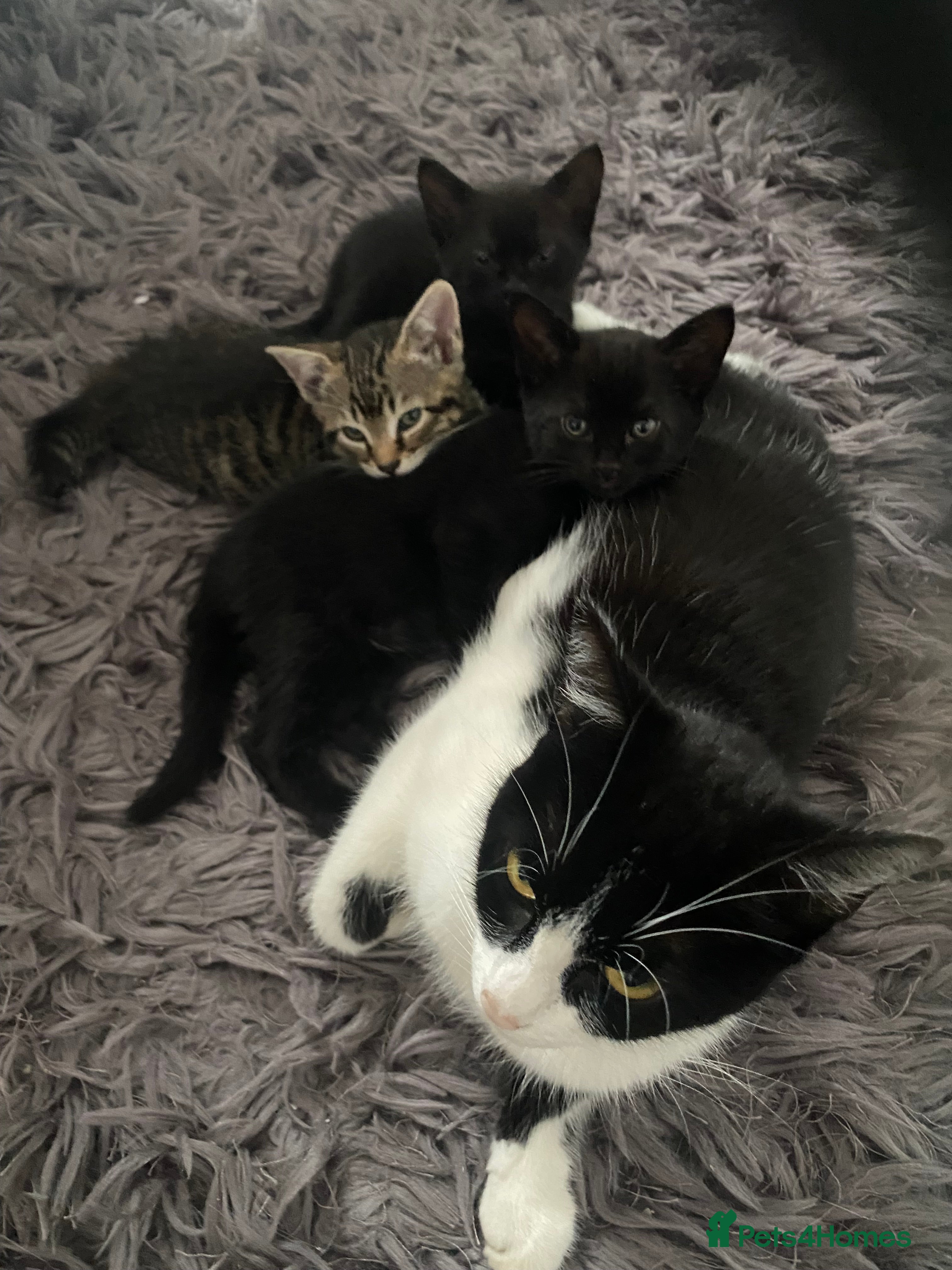 British Shorthair cats Three beautiful kittens  - Advert 11