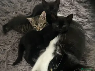 British Shorthair cats Three beautiful kittens - Advert 1