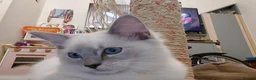 Ragdoll cats for sale: Ragdoll 1 - Advert 4