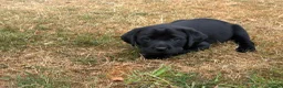 Labrador Retriever dogs for sale: Black Labrador pups, KC, dna tests, great scores - Advert 26