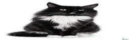 Maine Coon cats for sale: Maine Coon - Advert 5