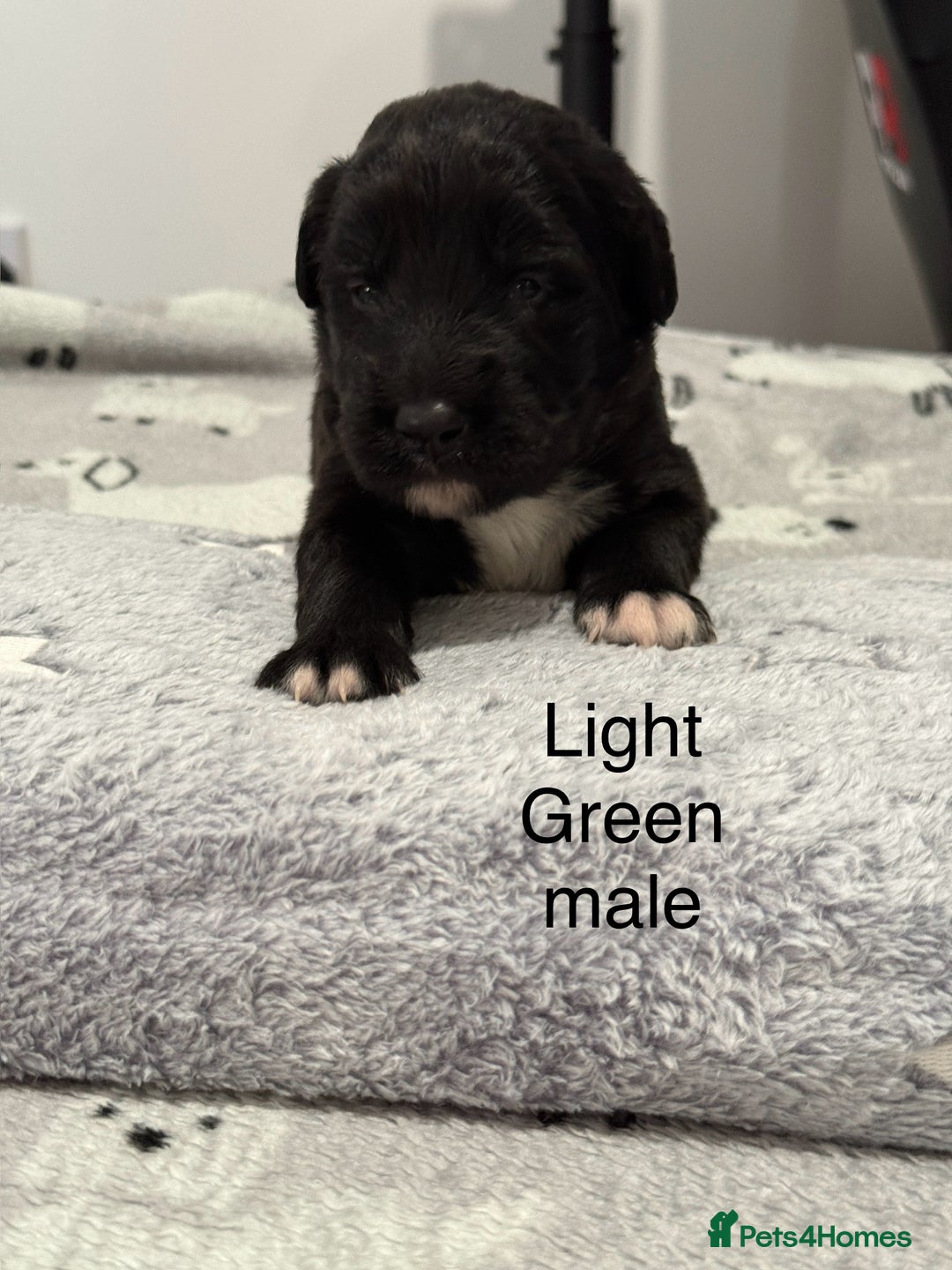 Mixed Breed dogs for sale: Beautiful Doberman X springer spaniel pups in Hawick - Image 14