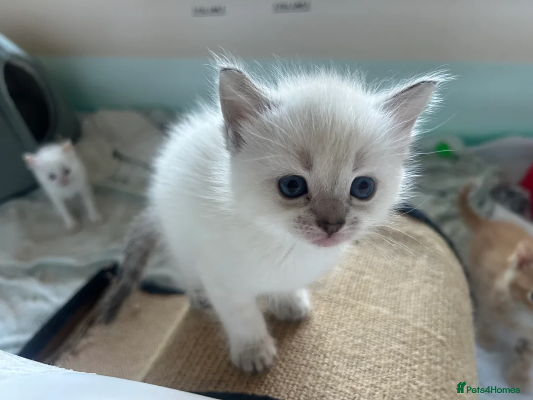 Mixed Breed cats for sale: Ragdoll x Tabbie kittens - Advert 8